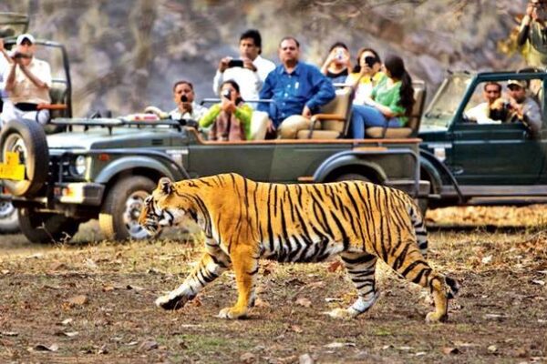 Ranthambore